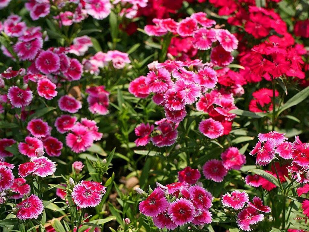 Гвоздика карликовая. Гвоздика Садовая низкорослая. Dianthus chinensis l. — гвоздика китайская. Гвоздика лилипут.