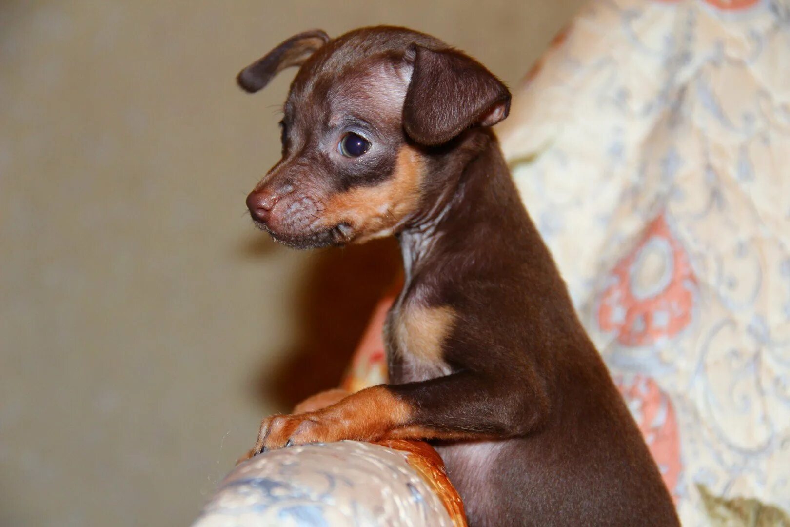 Русский той терьер подпалый. Тойтерьеры короткошерстная. Русский той терьер гладкошерстный. Чихуахуа шоколадный гладкошерстный. Той терьер коричневый.