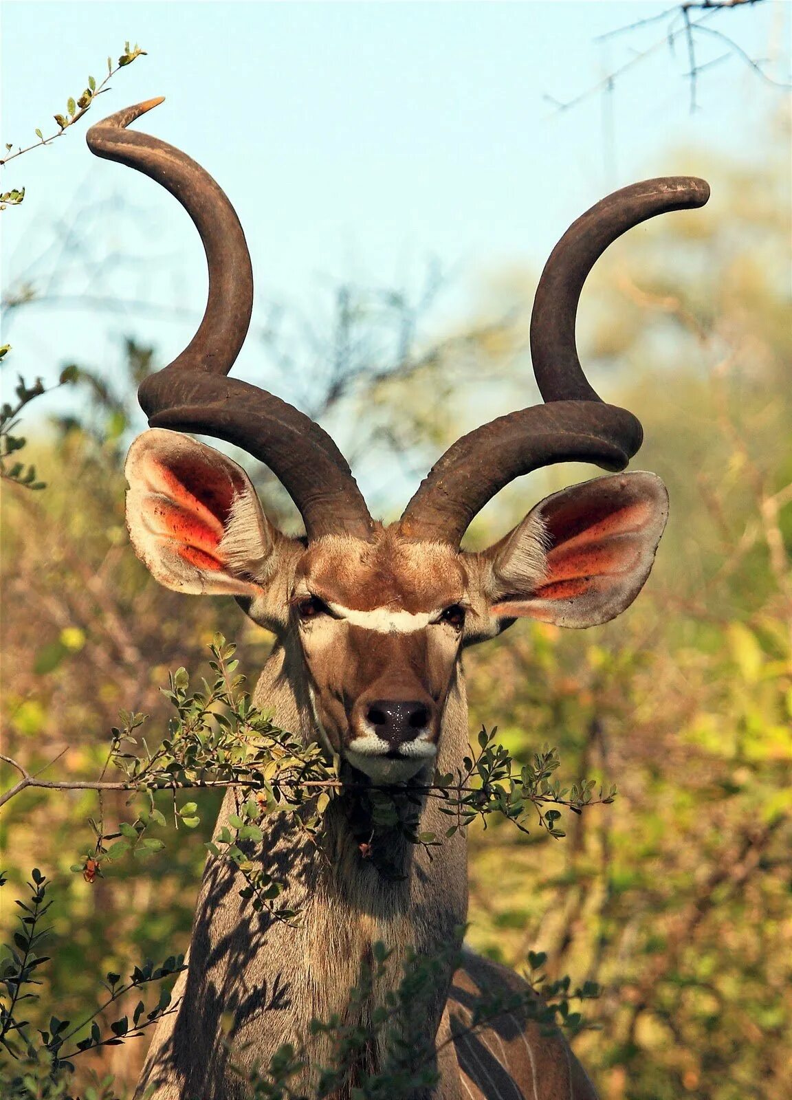Рога копытных животных. Муфлон винторогий. винторогий сайгак. антилопа kudu. винторогая антилопа.
