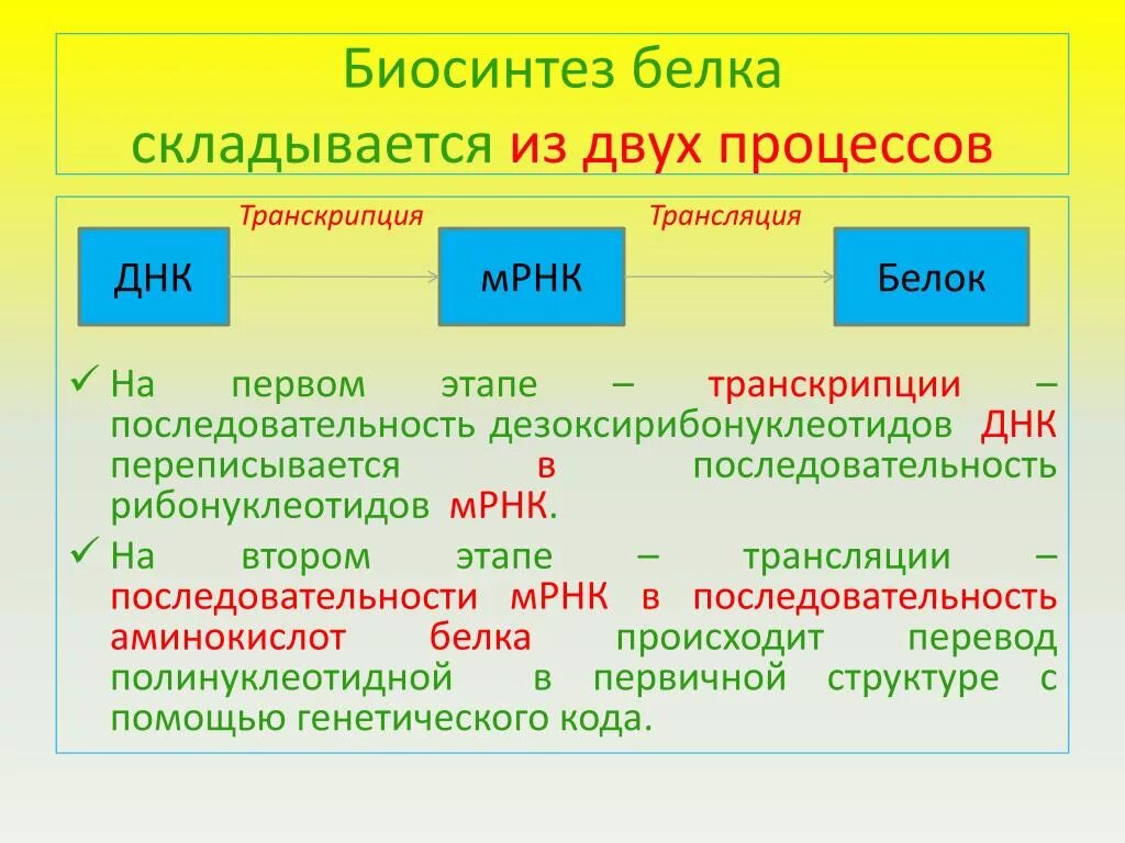 Осуществляет биосинтез белков. Этапы биосинтеза белка 10 класс. Транскрипция — первый этап биосинтеза белка. Этапы биосинтеза белка 9 класс. Биосинтез белка кратко конспект 9 класс.