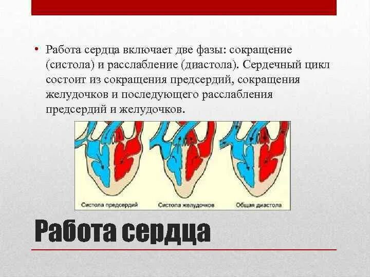 Во время систолы предсердий открыты. Фазы систолы. Работа сердца систола и диастола. Систола предсердий давление. Сердечный цикл систола и диастола.