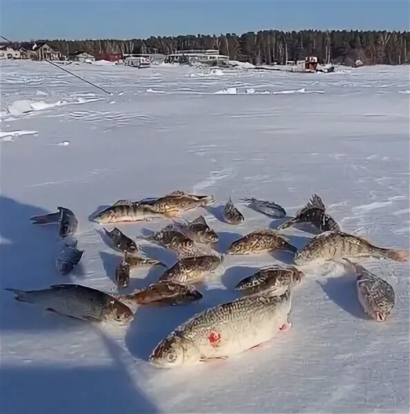 Плотвиная погода зимой. Разрешено ли рыбачить зимой в аванпорту. День морозный Рыбак серьезный текст мормышка. Улов новосибирск