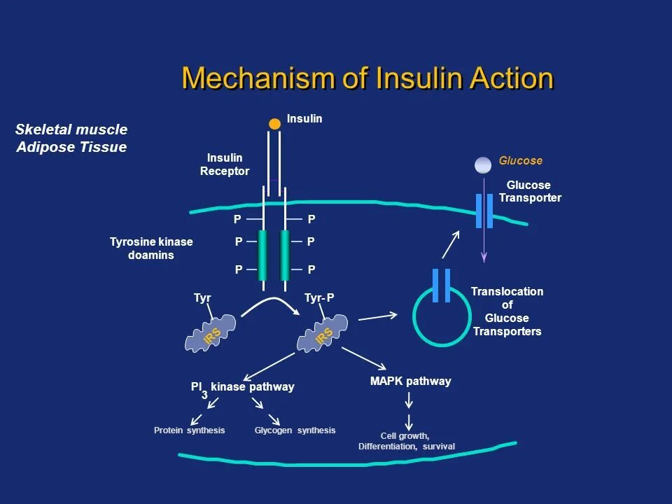 As a mechanism. Insulin mechanism of action. propranolol mechanism of action. ephedrine mechanism of action. ssris mechanism of action.
