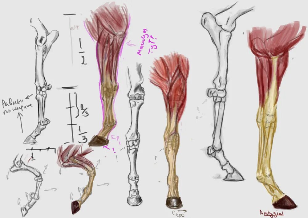 Строение конечностей рисунок. Анатомия конечности лошади. Строение задней конечности лошади. Строение ноги лошади. Олень анатомия ног.