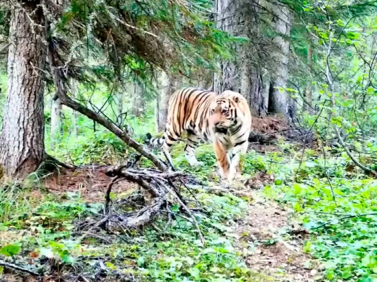 Центр амурский тигр где находится. Амурский тигр в якутии. тигр в бурятии. амурский тигр в широколиственных лесах. тигры в хабаровском крае.