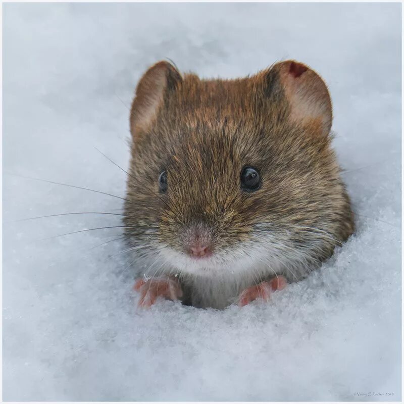 Полевые мыши зимой. Мышь полевка. Мышонок полевки. Мышка полевка зимняя. Мышь в поле.