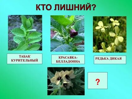 Семейство пасленовые и бобовые таблица