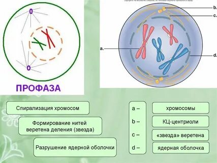 Спирализация это