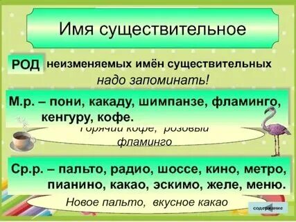 Слово кенгуру мужского рода