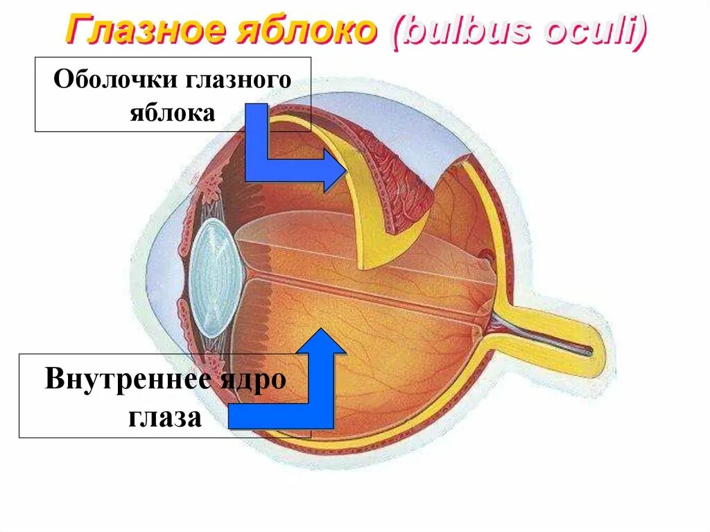 Глазное яблоко (оболочки, внутреннее ядро глаза). Оболочки и ядро глазного яблока. Ядро глазного яблока строение и функции. Оболочки и внутреннее ядро глазного яблока.