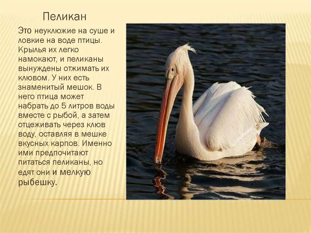 Рассказ о Пеликане. Сообщение о Пеликане. Описание пеликана. Заметка о Пеликане. Вода красная книга