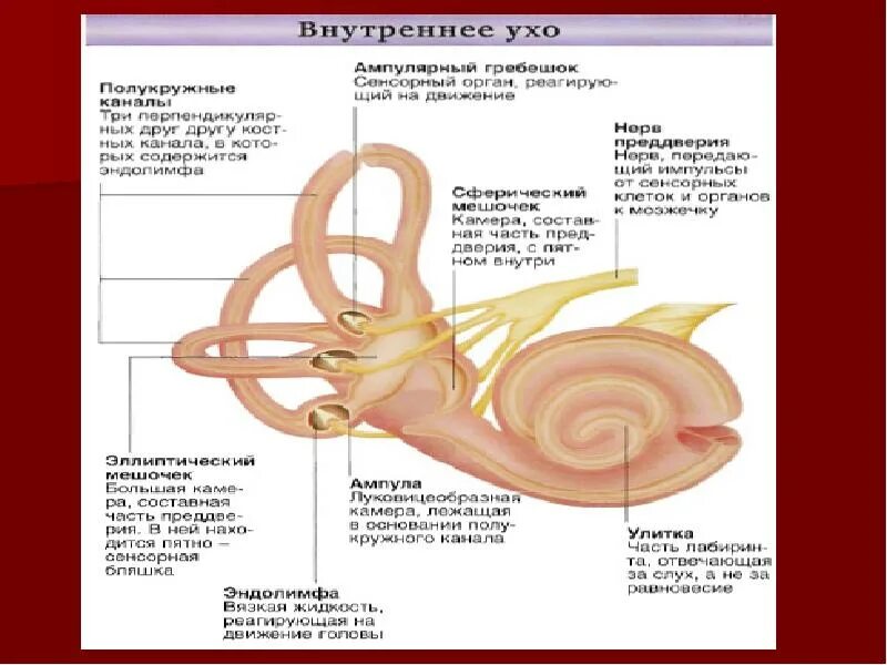Строение уха человека внутреннее ухо. Строение внутреннего уха орган слуха. Улитка слуховой анализатор функции. Орган слуха анатомия уха строение. Внутреннее ухо улитка гистология.