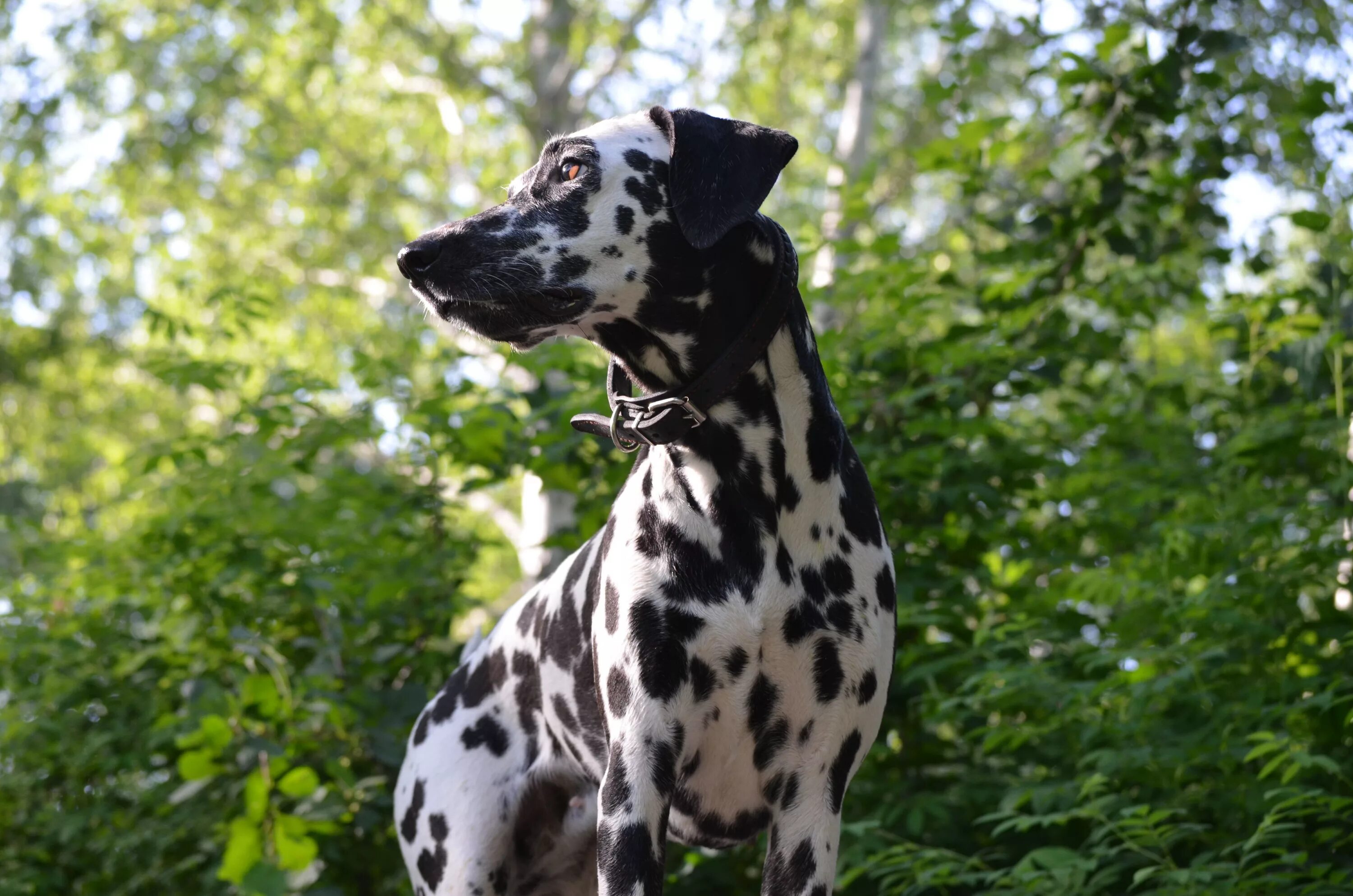 Черный далматин. Далматин окрасы. Далматин, щенок. Пятнистая собака. World of dogs.