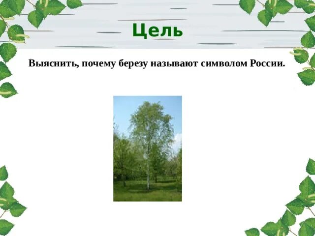 Почему березовый