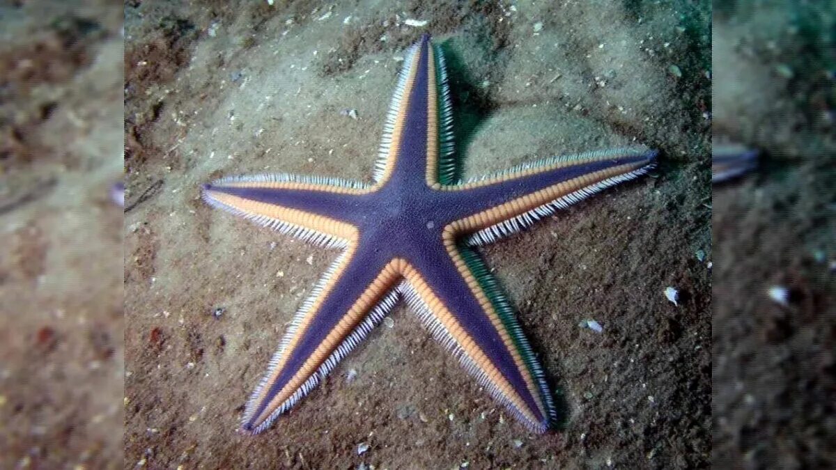 Звезда царский. Иглокожие морские звезды. Королевская морская звезда. Морская звезда сбоку. Пятилучевая симметрия иглокожих.