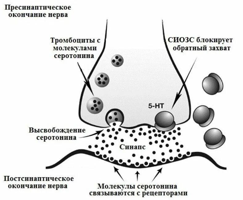 Обратный захват дофамина. Синапс серотонина. Схема обратного захвата серотонина. Синапс серотонин. Серотонин схема действия.