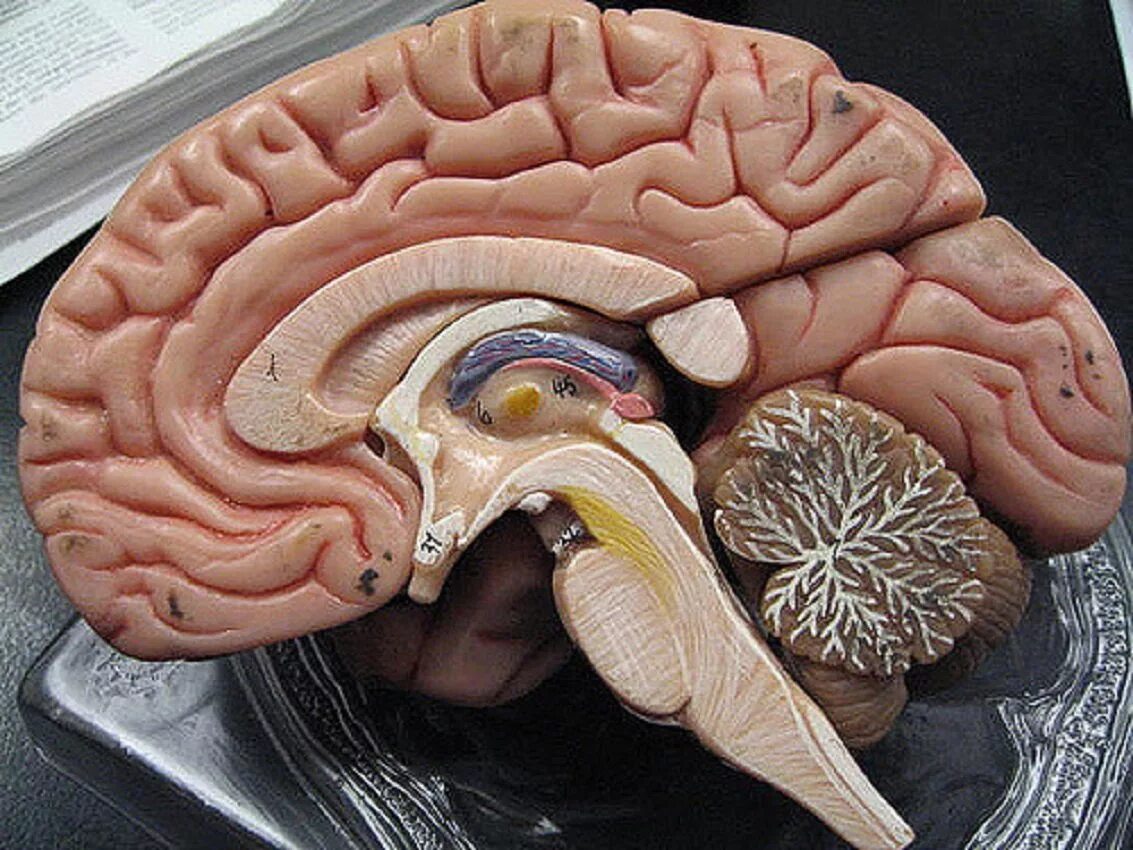 Brain фото. Человеческий мозг в разрезе. Натовщий мозг человека.