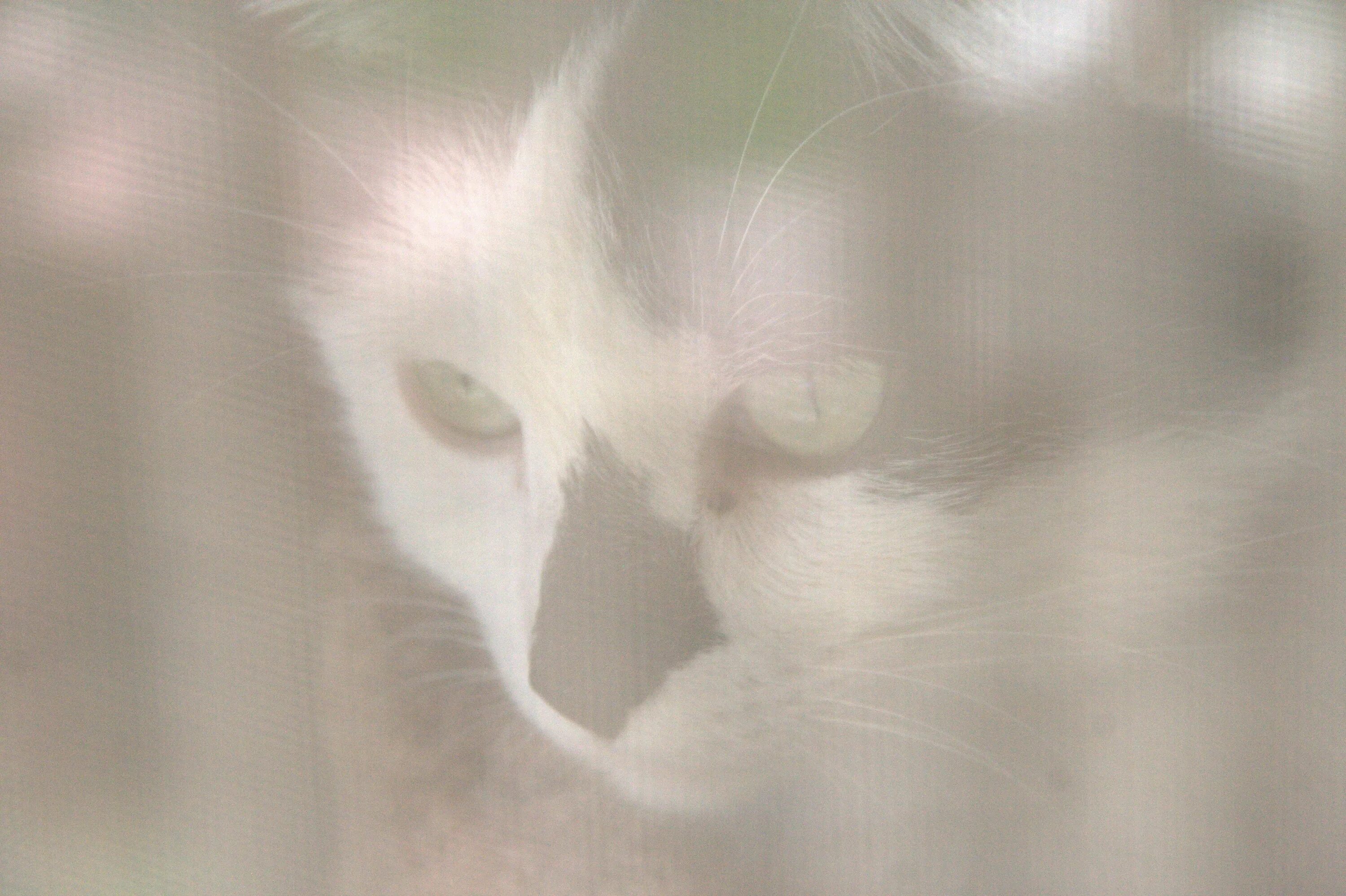 Кошка на экране. Кошка и монитор. Обои кошки на 2 монитора.