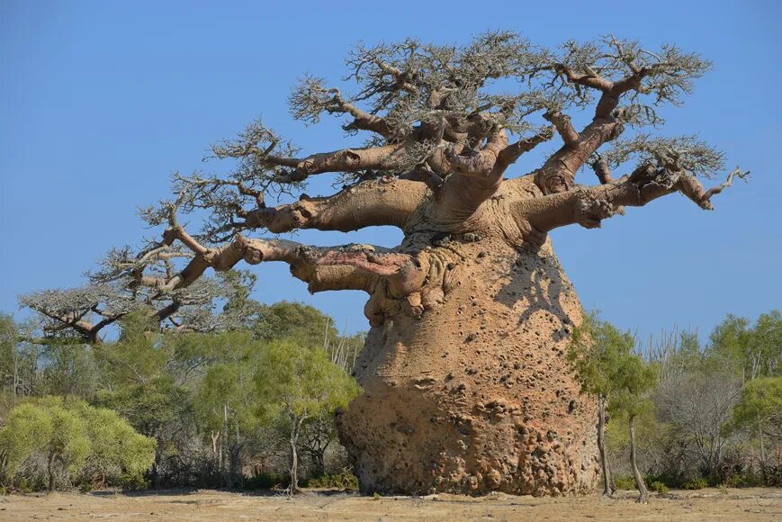 Остистая сосна корни. Сенегал бонсай баобаб. Тоже самое дерево. Сезонное дерево. Дерево сезонов.