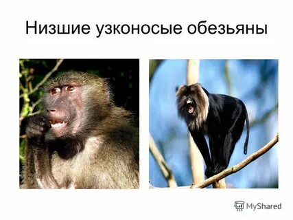 Узконосая обезьяна 7 букв кроссворд