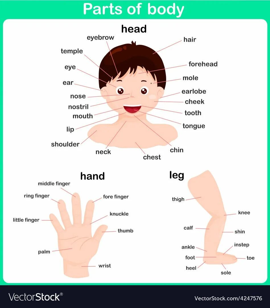 Английские части тела 3 класс с переводом. Лицо (часть тела). Части тела на английском языке. Части тела на англ Vocabulary. Части лица на английском языке для детей.