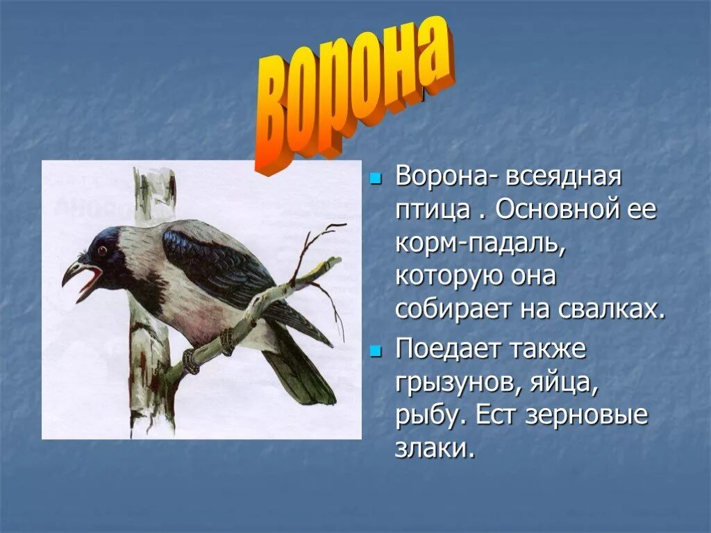 Преудивительная у нас водится птичка основная мысль. Птицы для презентации. Проект птицы. Сообщение на тему птицы. Презентация на тему птицы.