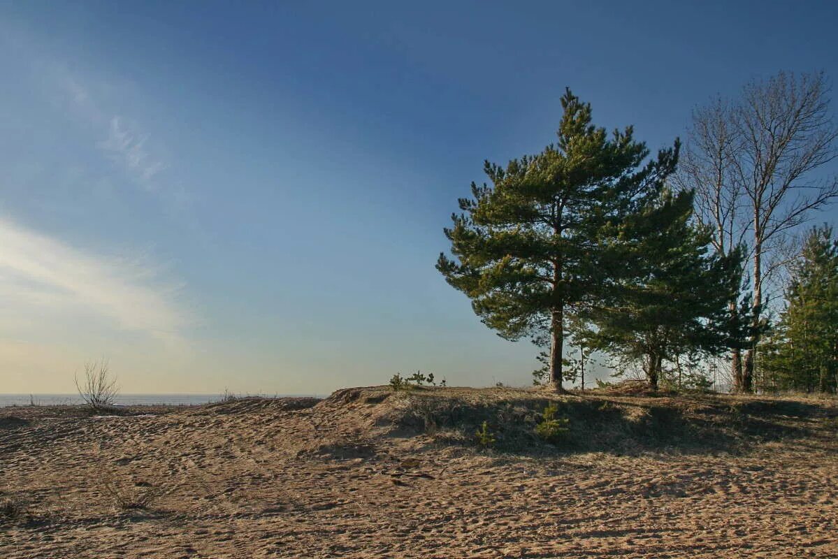 песчаный карьер сосны карелия. парк белые пески в сосновом бору. парк белые пески в сосновом бору ленинградской области. сосновый бор ягры северодвинск. сосны на песке.