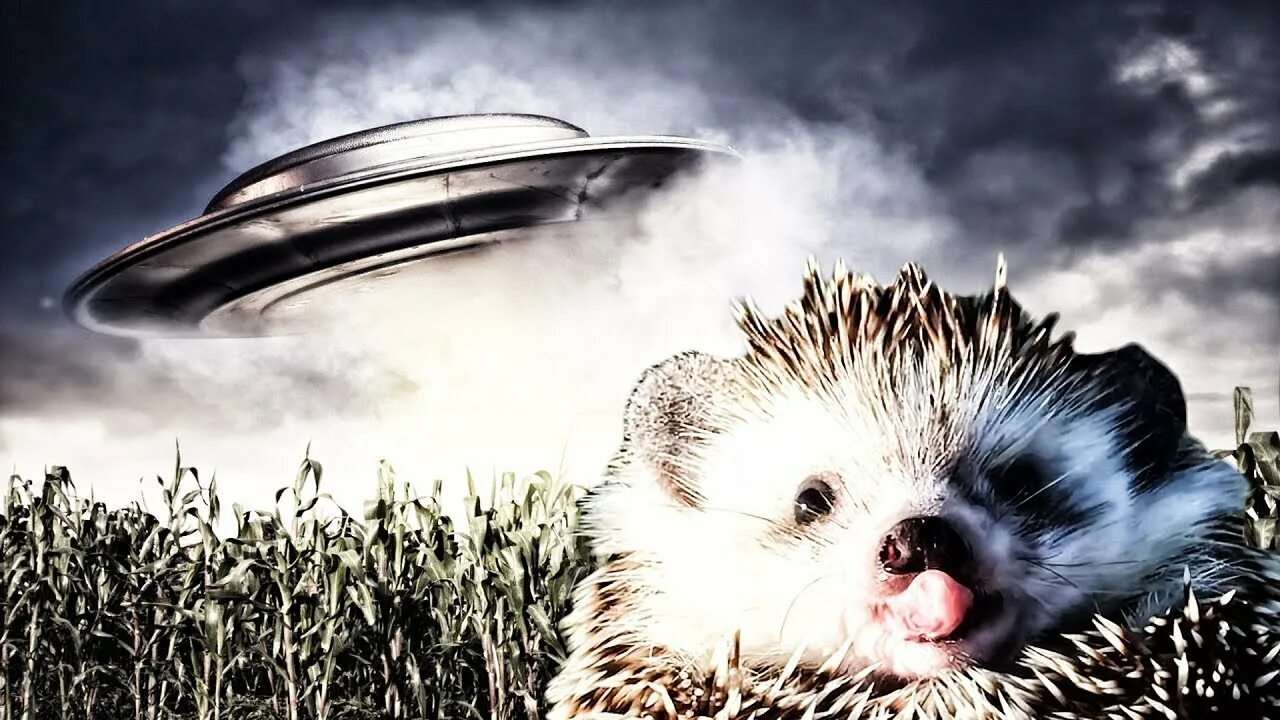 Летающий ежик. Ёж чихнул. ежик чихает. ежик 2025. еж мем.