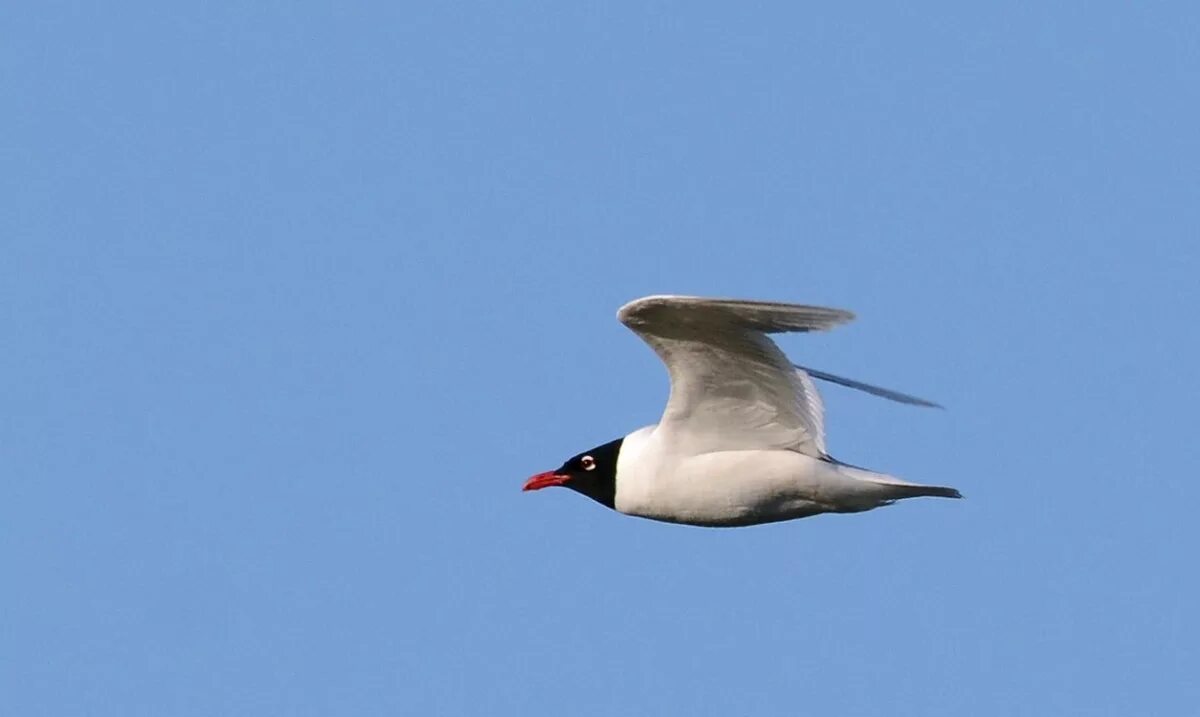 Черноголовая чайка. Larus melanocephalus. Черноголовая Чайка эмблема. Черноголовая Питта летит.