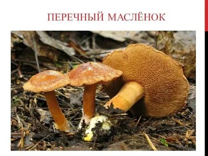 Перечный гриб описание