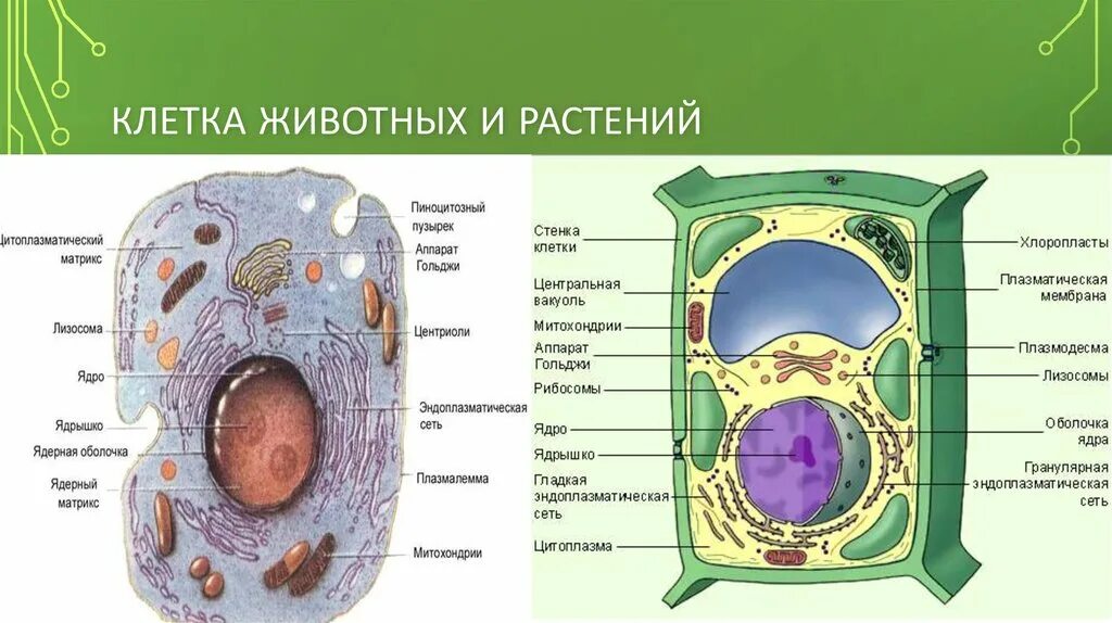 Строение строение животной клетки. Строение животной и растительной клетки 10 класс. Схема строения живой и растительной клеток. Рисунок органоиды животной и растительной клетки.
