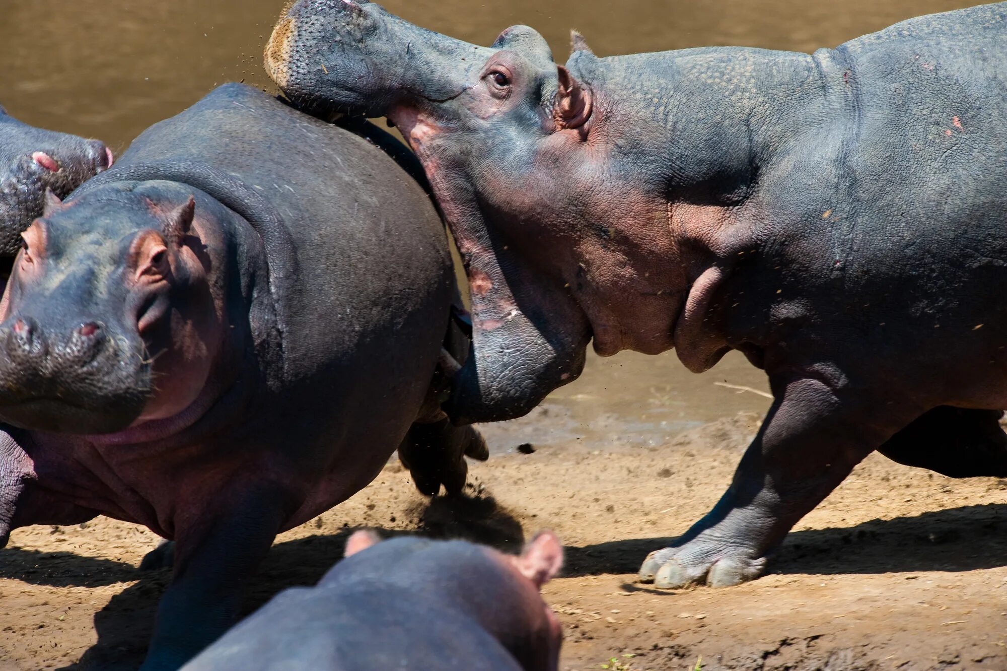 гиппопотам и бегемот. покажи мне бегемота. обыкновенный бегемот. гиппопотам в африке. бегемот бегемотиха и бегемотик.