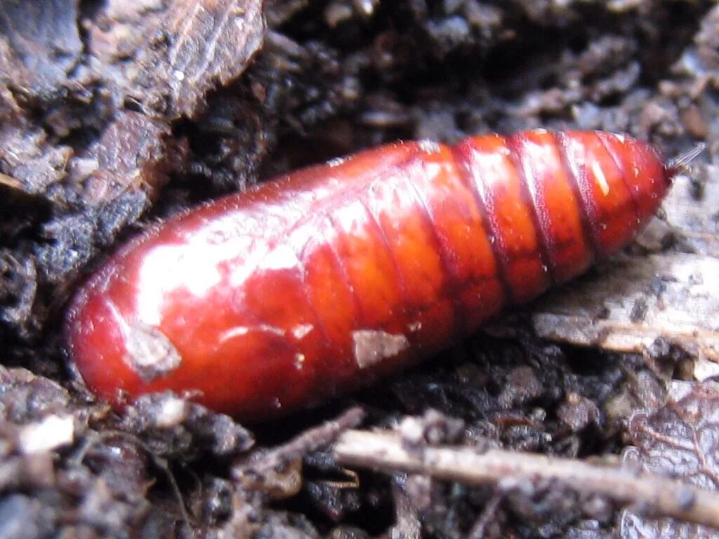 Красная личинка. Красный кокон насекомог. Anthribidae кокон.