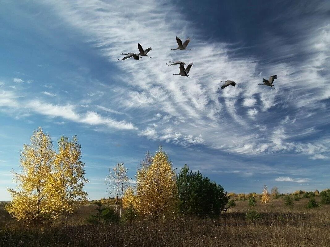 Музыка улетела птица. Осень журавлиный Клин. Перелётные птицы журавлиный Клин. Соколов Микитов улетают Журавли. Журавлиный Клин осенью.