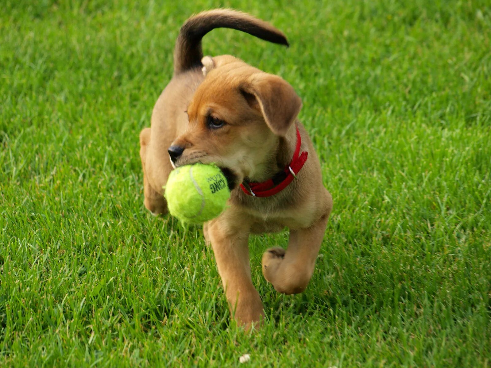Puppy play