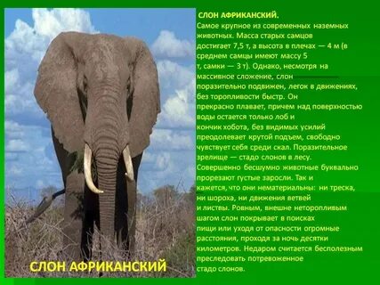 Краткий рассказ про слона
