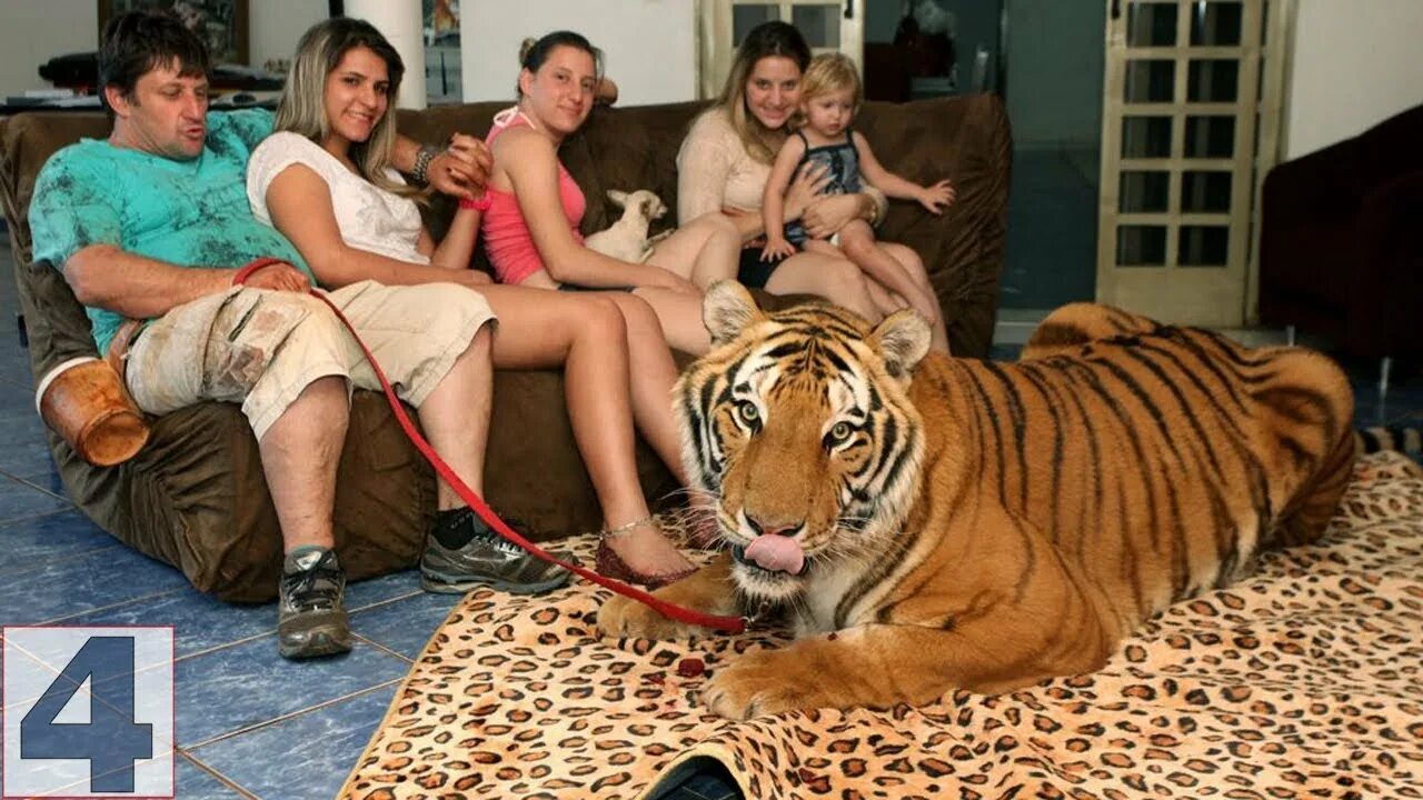 Неприхотливое домашнее животное. Необычные домашние животные. Папа не хотел собаку. Домашние животные для квартиры. Папы которые были против собак.