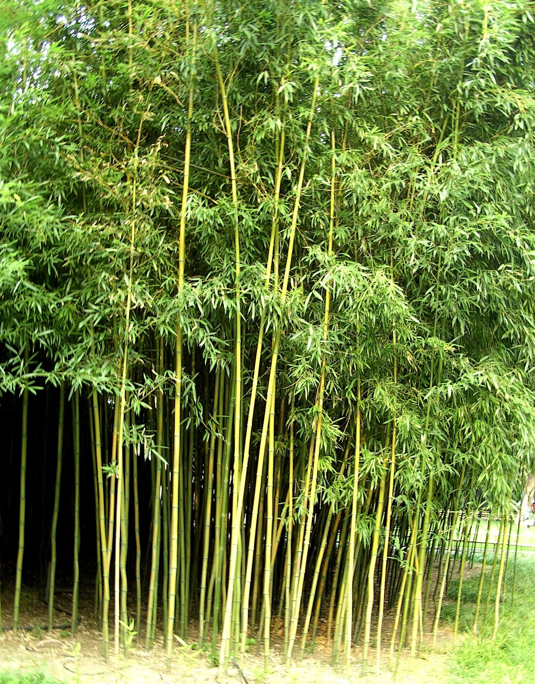 За сколько часов вырастает бамбук. Агджабединский бамбук. Бамбук Родина растения. Горец бамбук разрастается. Бамбук растет.