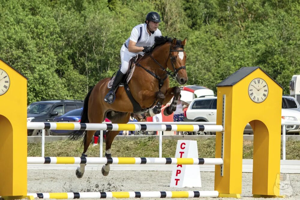 КСК Kings stables. КСК Королевские конюшни. Королевские конюшни Истринский район. Карцево Истринский район конюшня.