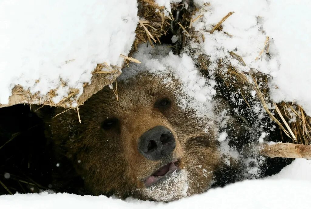 Когда просыпается медведь весной