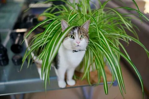 Cat plants