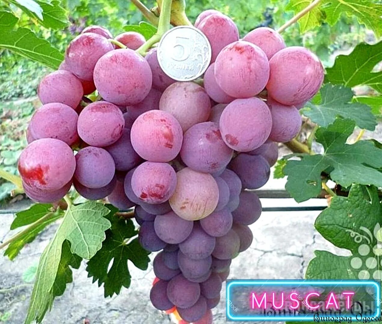 Виноград сорт богема отзывы. Виноград вячеслава король 2021. Виноград ренессанс красный. Виноград сорт богема отзывы. Виноград богема зимостойкость.