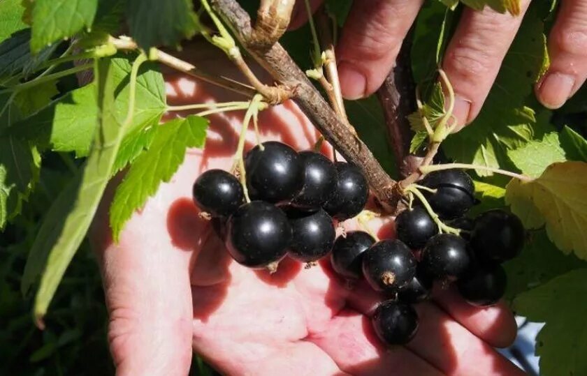 Ранние сорта смородины