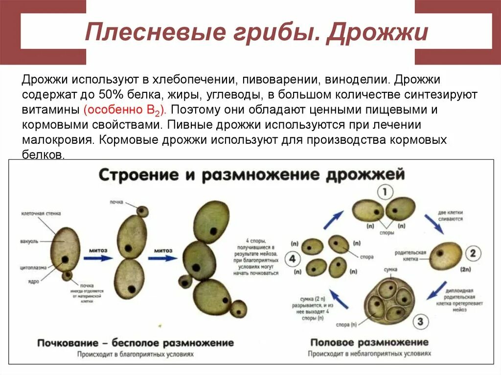 Клетки грибов дрожжей. Дрожжи грибы строение. Размножение дрожжей биология. Дрожжи строение. Дрожжи образование спор