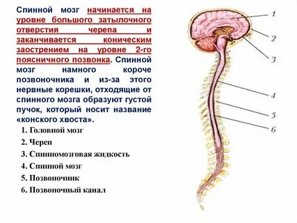 Значение спинного мозга