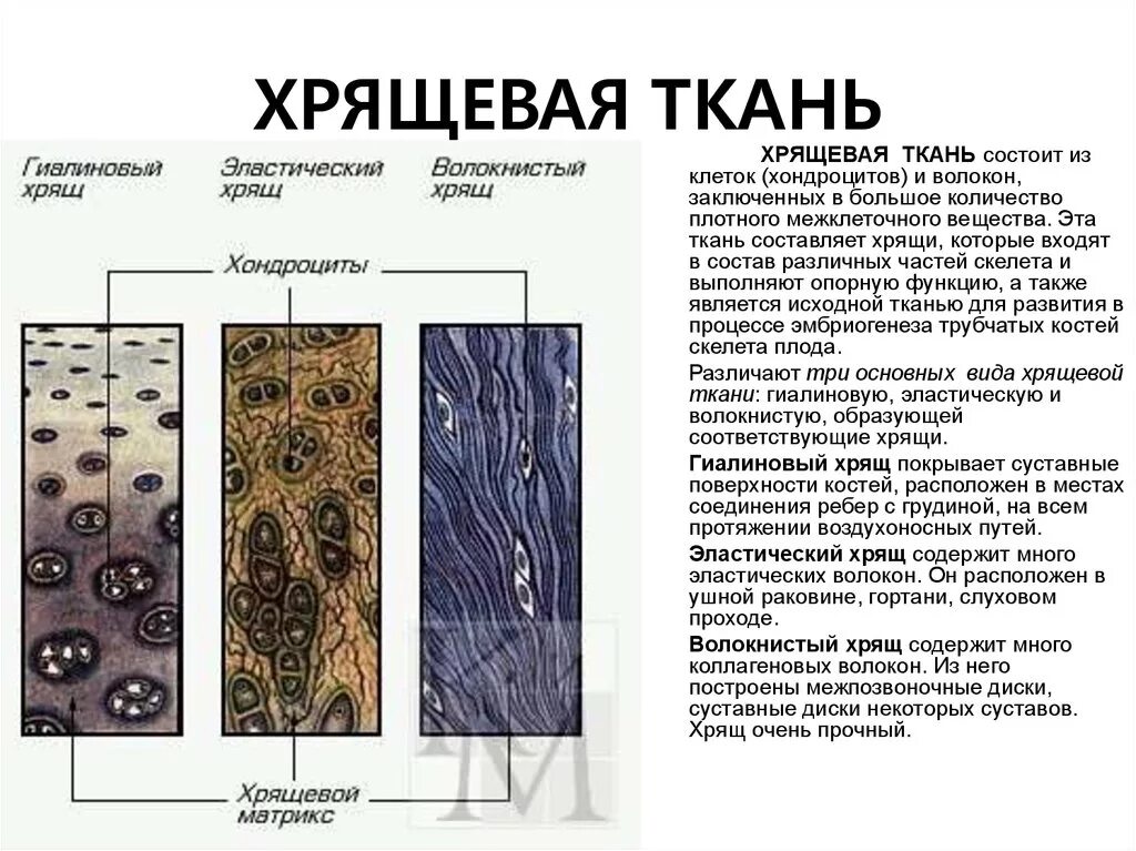 Структурные элементы хрящевых тканей. Структурно-функциональная единица хрящевой ткани. Хрящевая ткань строение. Клетки хрящевой ткани строение. Хрящевая ткань животного