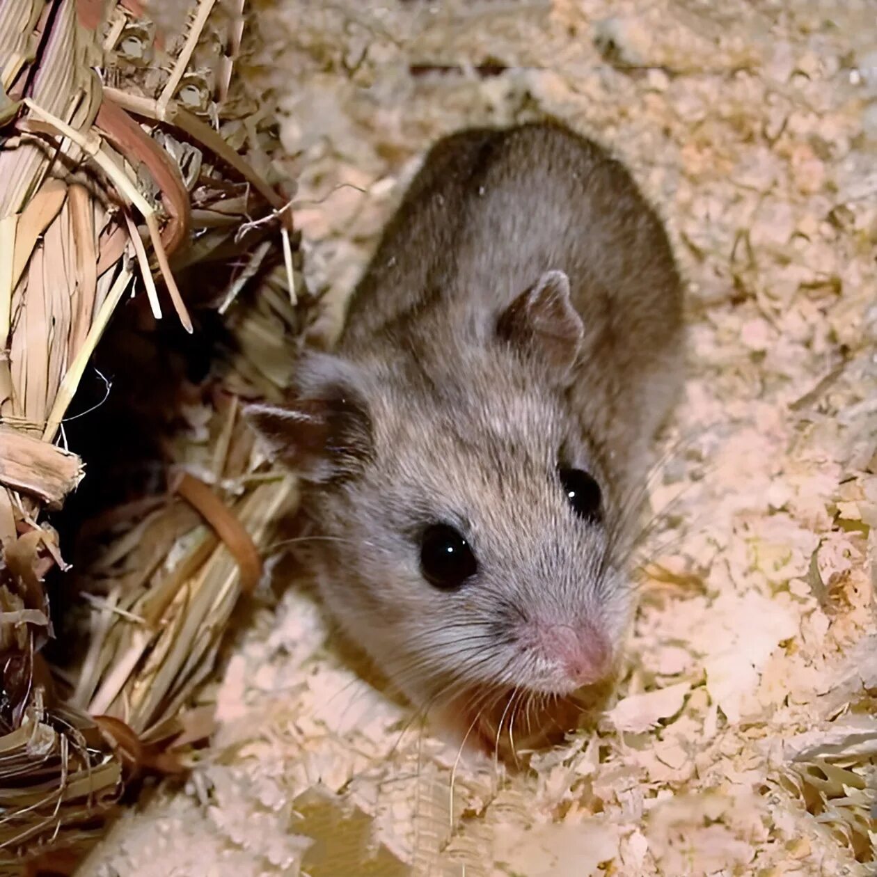 Cricetulus griseus. Китайский хомячок (Cricetulus griseus). Хомячок серый (Cricetulus migratorius). Джунгарский хомячок. Китайский хомячок