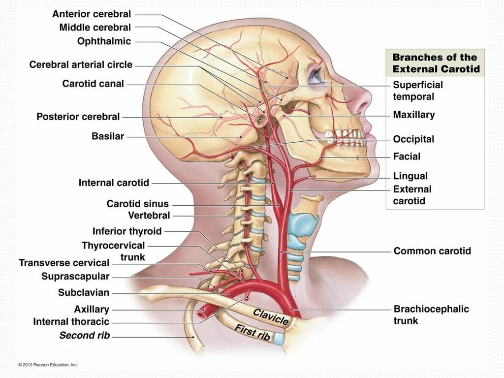 Песня голова шея. Левая наружная Сонная артерия. Сонная артерия анатомия человека. Наружная и внутренняя Сонная артерия анатомия. Бифуркация наружной сонной артерии.