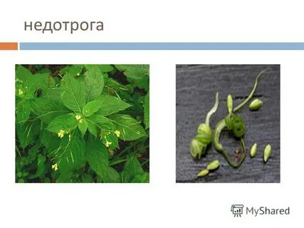 Недотрога какой род