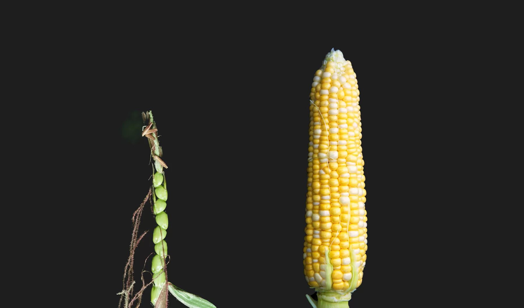 Генотип кукурузы. Плодоножка кукурузы. Окраска зерен кукурузы генетика. Теосинте растение. Генотип кукурузы.